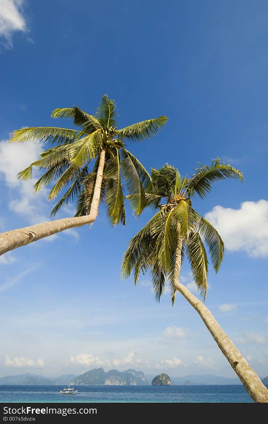 Worm eye view of coconut trees. Worm eye view of coconut trees