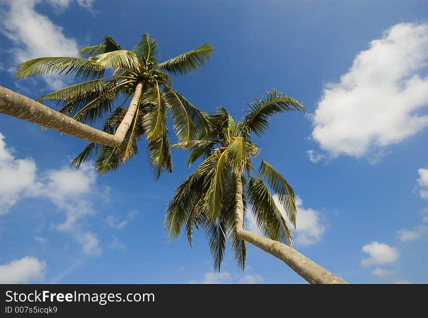 Worm's eye view of coconut trees. Worm's eye view of coconut trees