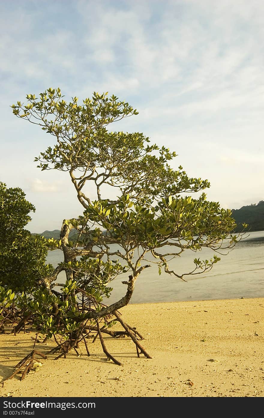 Mangrove tree along a beach in El Nido, Philippines, Asia