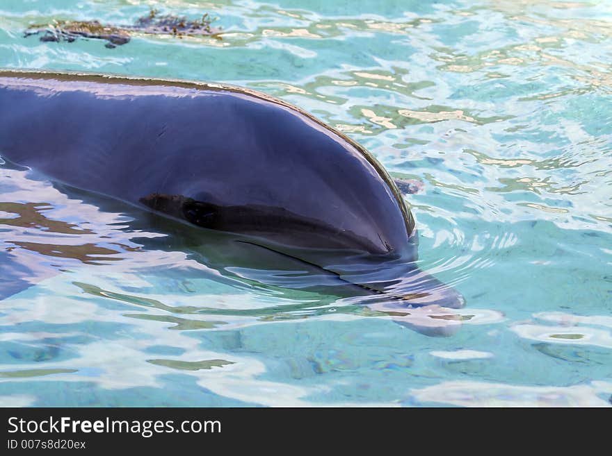 Swimming dolphin head