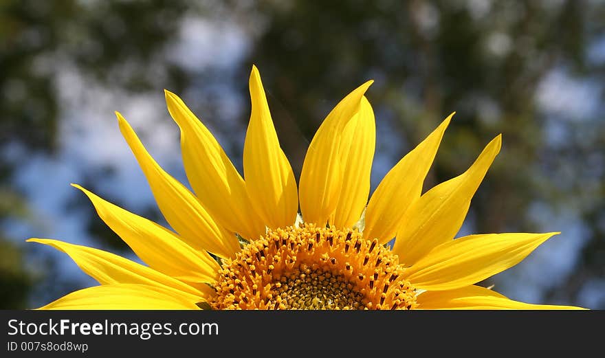 A half of a sunflower. A half of a sunflower