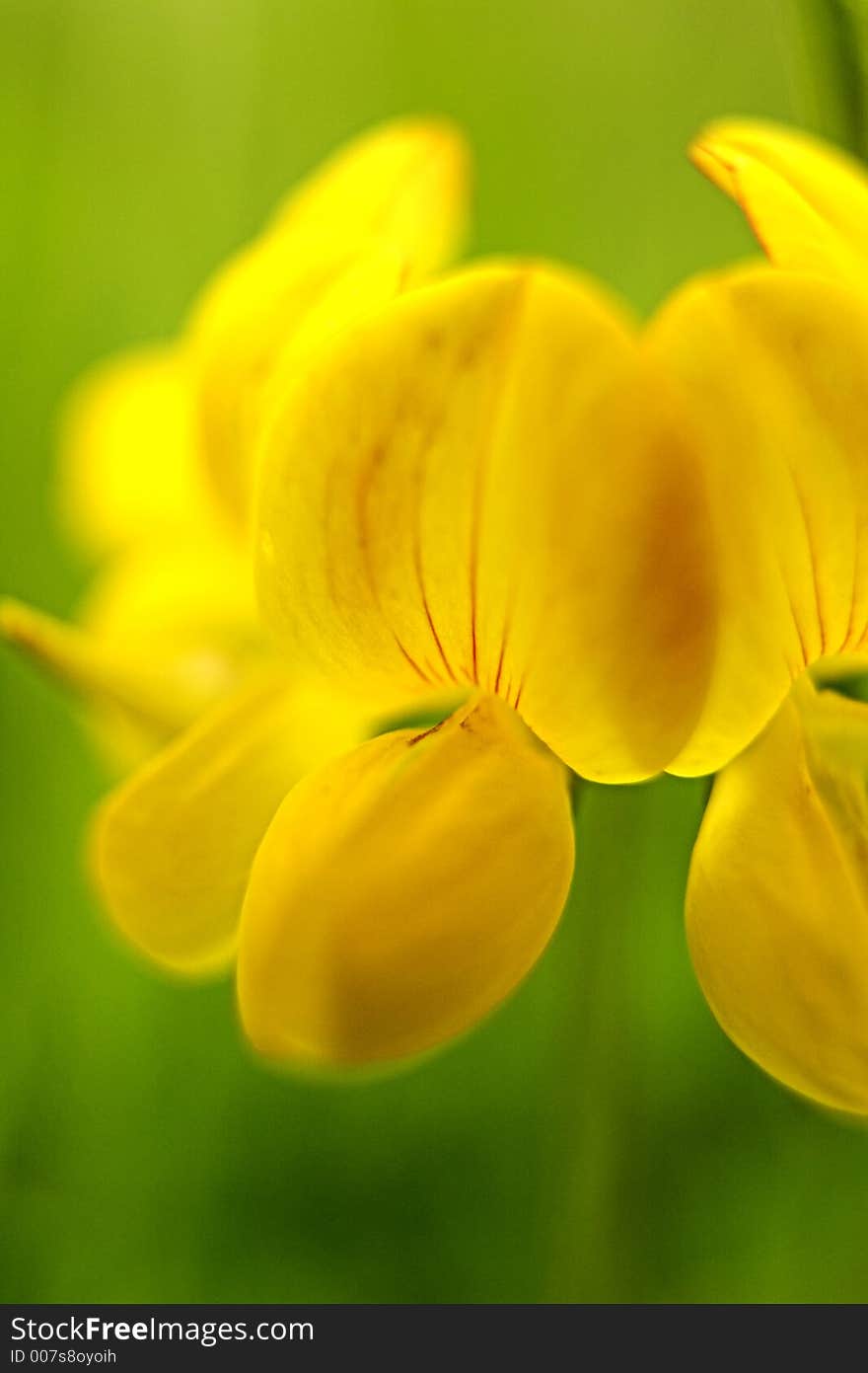 Yellow vetch flower