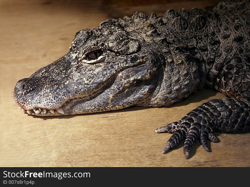 Young hungry crocodile on a wooden table. Young hungry crocodile on a wooden table