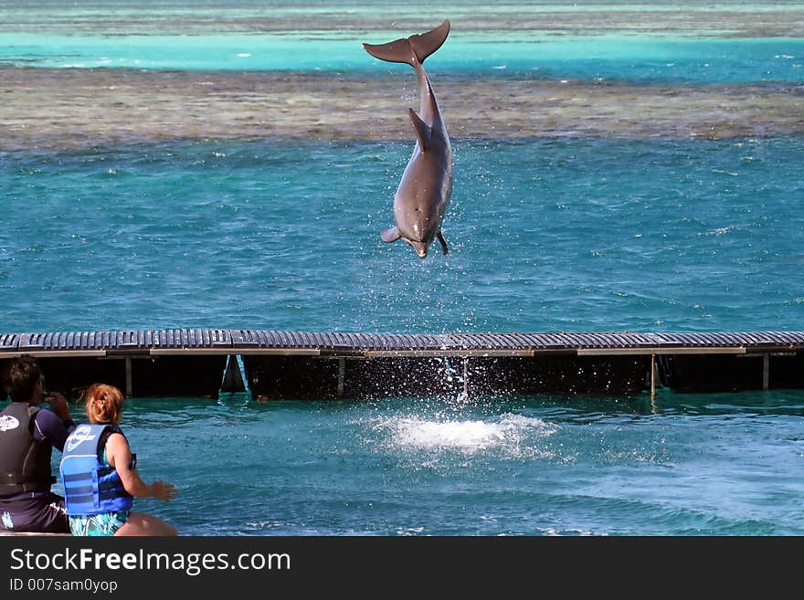 Dolphin in the air, jumping out of the water