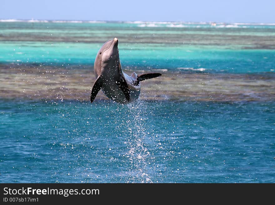 Dolphin jumping over a turquoise lagoon