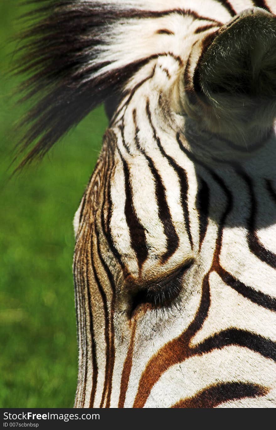 Close up of the stripey pattern on a zebra's head