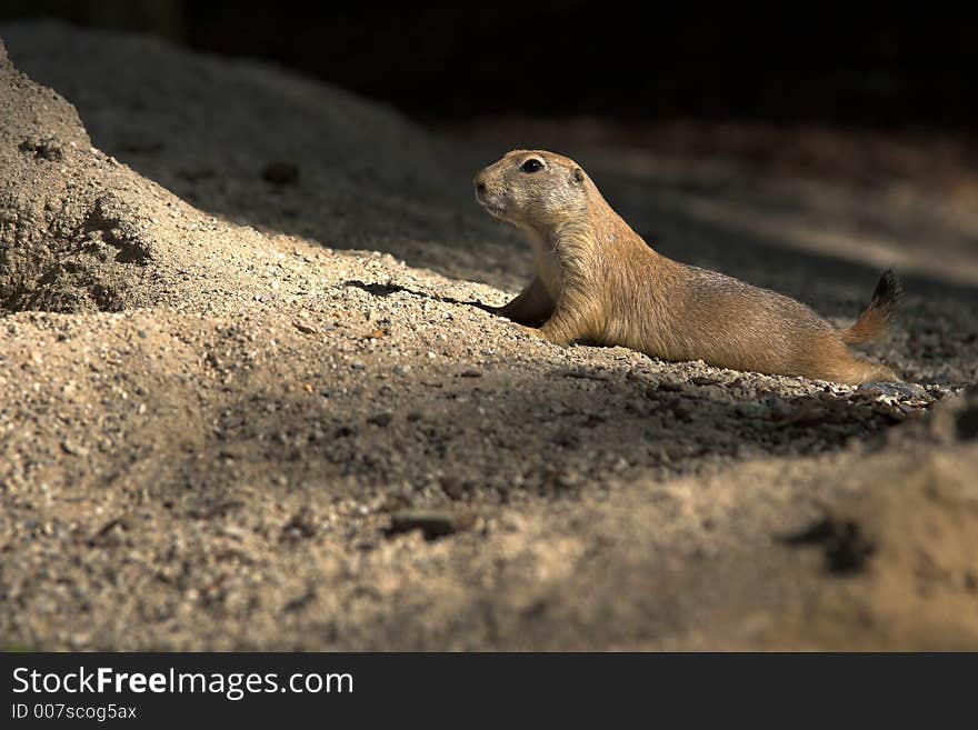 Sneaky Prairie dog, watching his friends. Sneaky Prairie dog, watching his friends