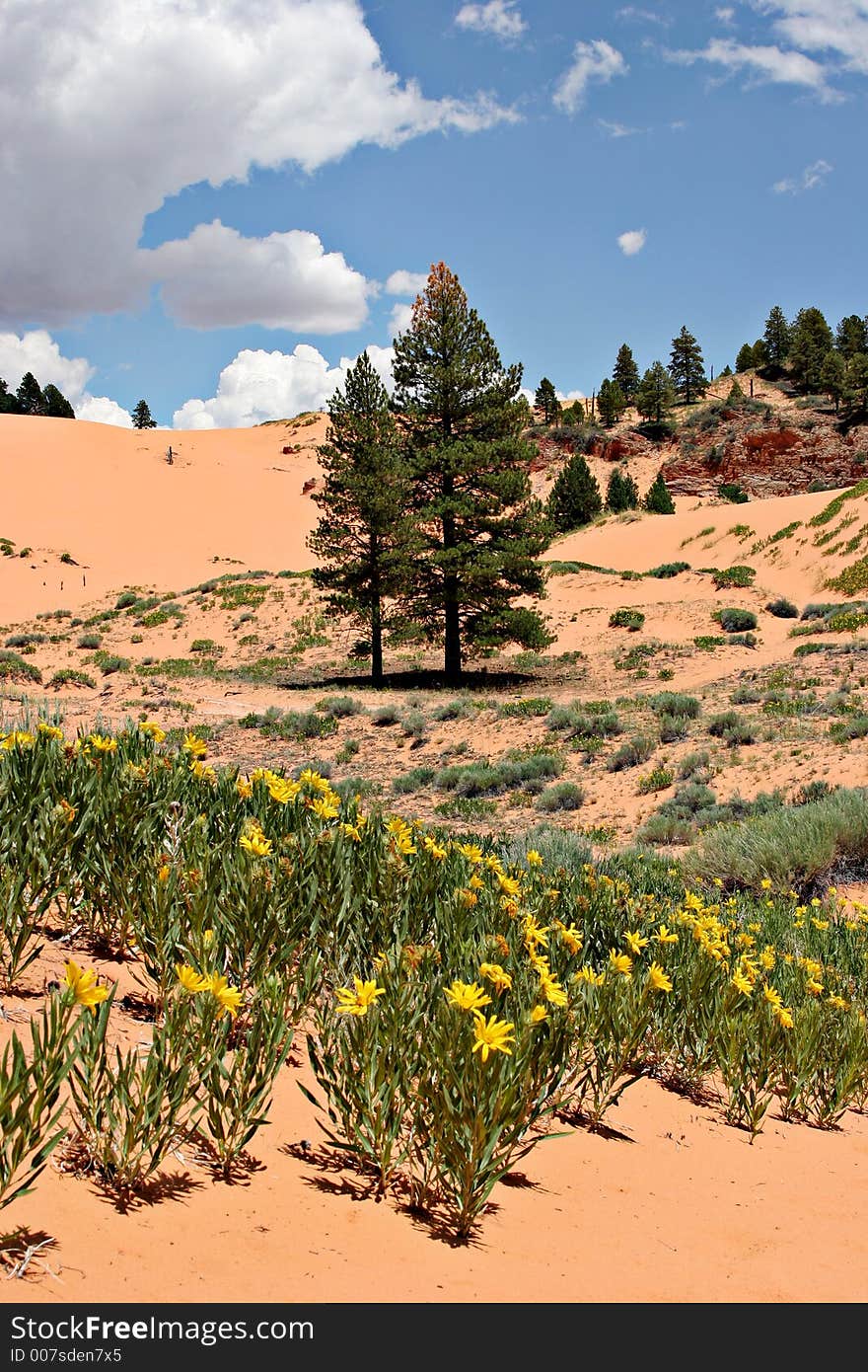 Summer Flowers On Pink Sand Dunes