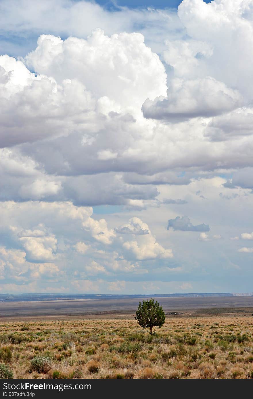 Lonely Desert Tree