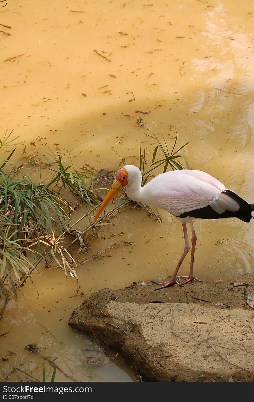 A bird standing beside a lake