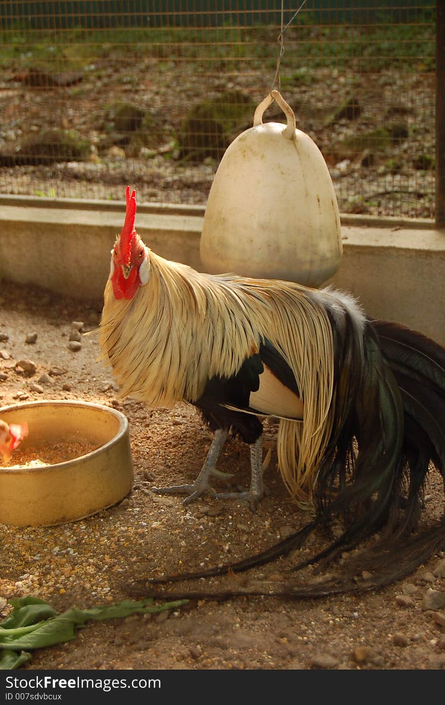 A rooster in steel cage