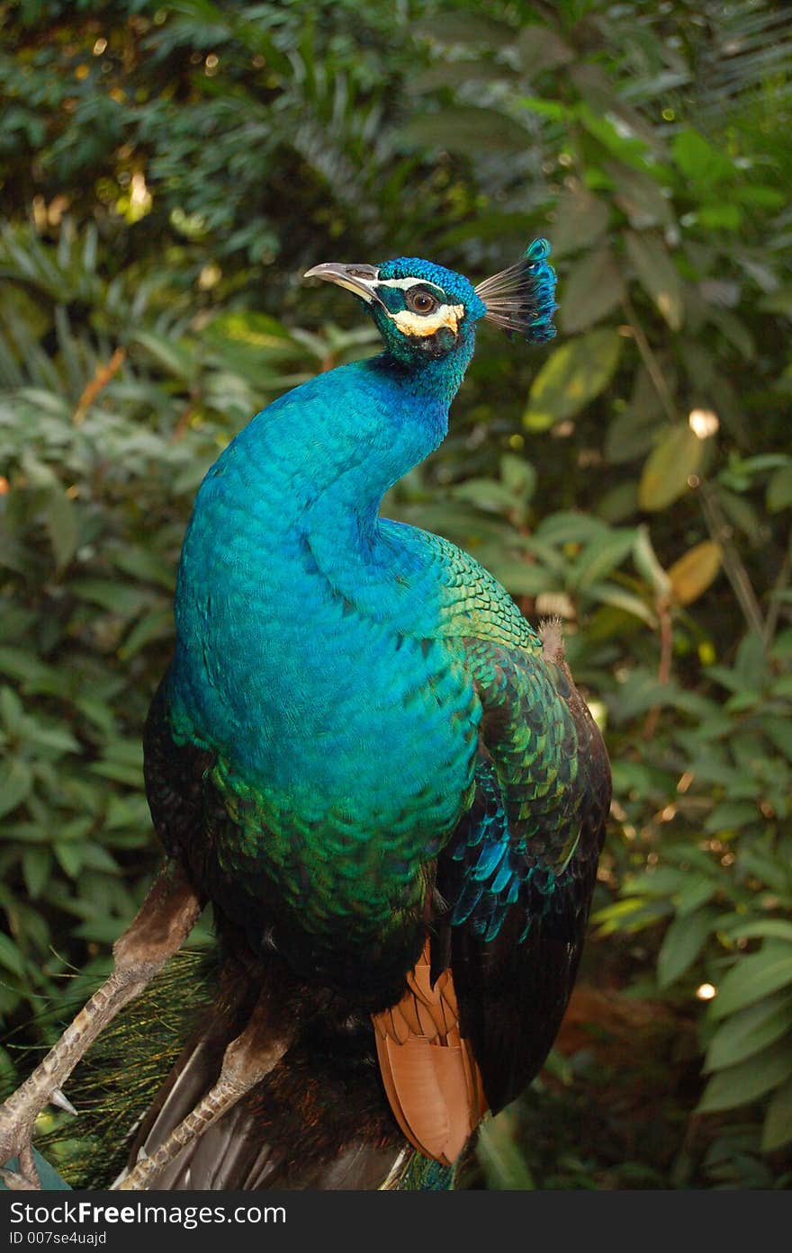 A beautiful blue peacock amidst bushes