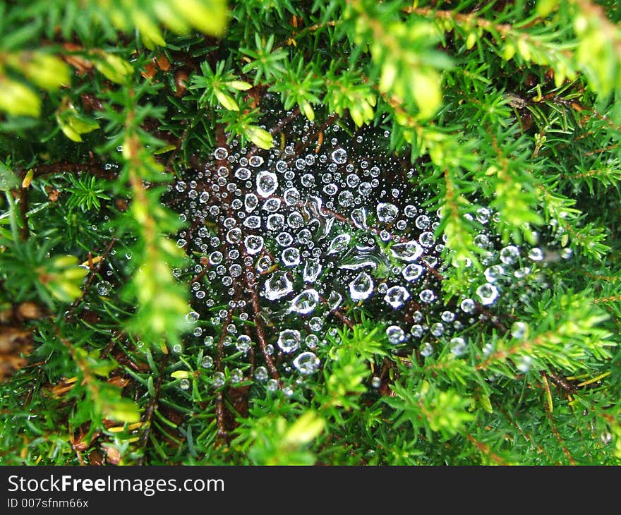 Early morning rain caught on a spider’s web. Early morning rain caught on a spider’s web.