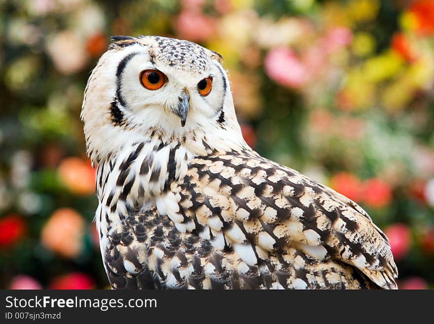 Portrait of a Rock Eagle owl (Bubo bengalensis). Portrait of a Rock Eagle owl (Bubo bengalensis)