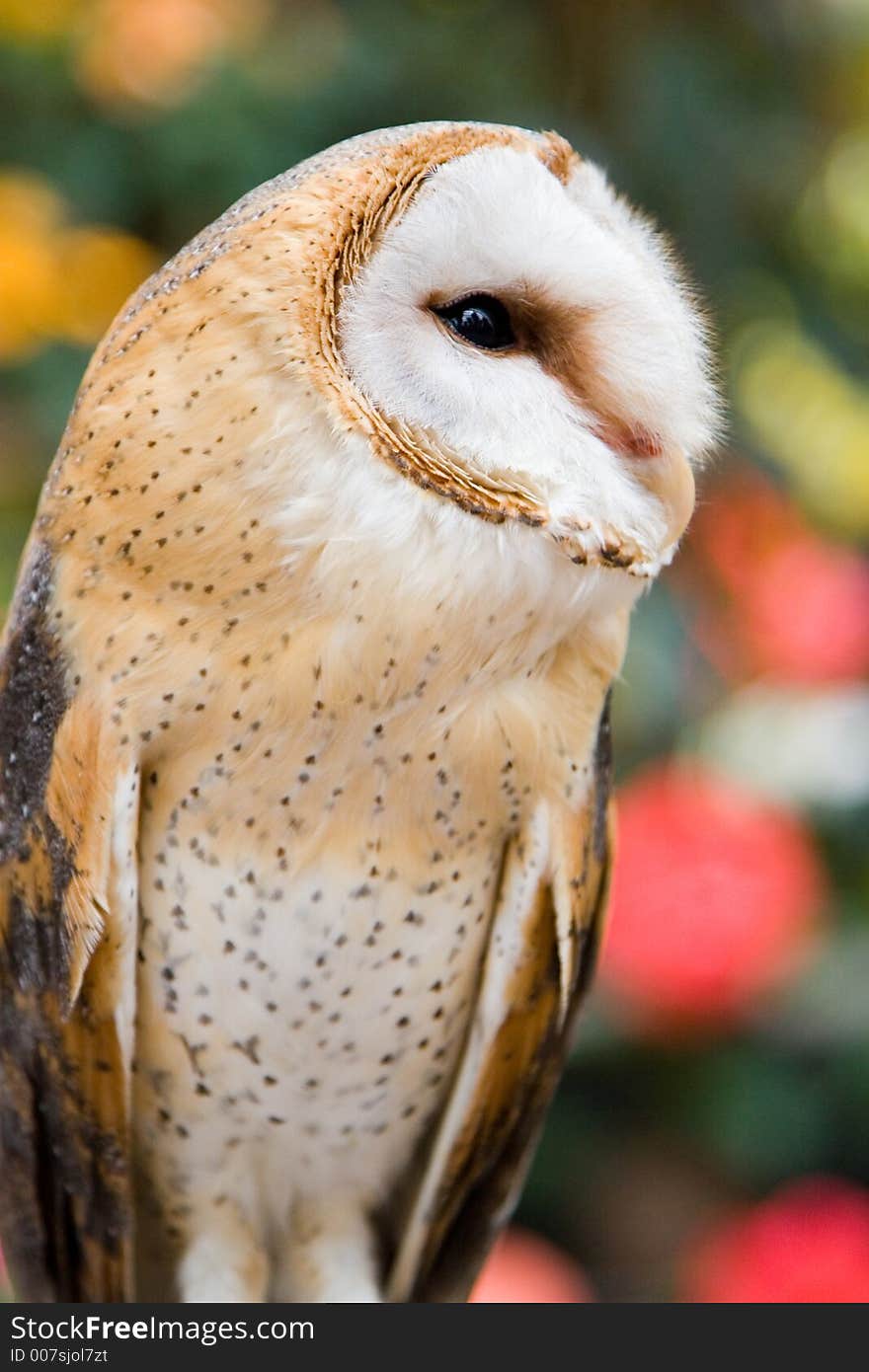 Profile of a barn owl (Tyto alba). Profile of a barn owl (Tyto alba)