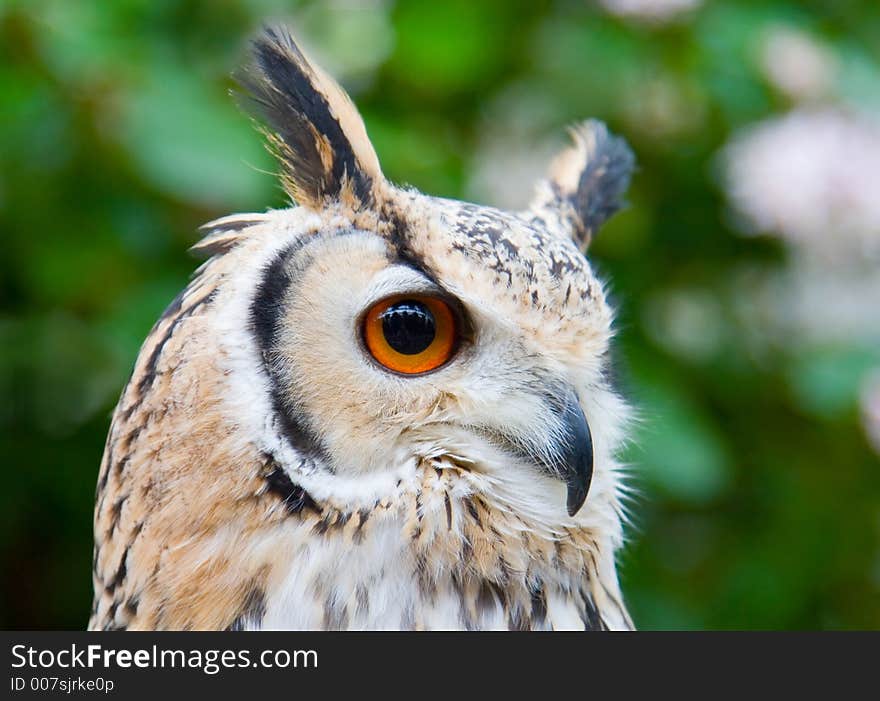 Portrait of a Rock Eagle owl (Bubo bengalensis). Portrait of a Rock Eagle owl (Bubo bengalensis)