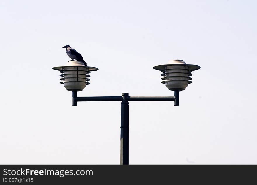 Alone crow at the lamp