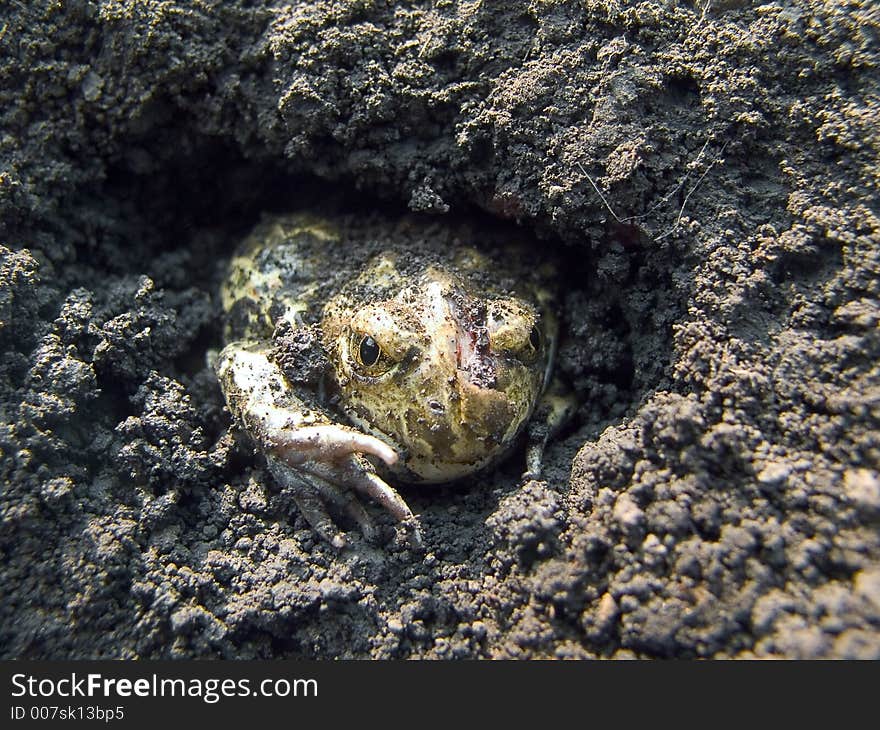 The ground frog which was injured during harvesting potatoes. The ground frog which was injured during harvesting potatoes