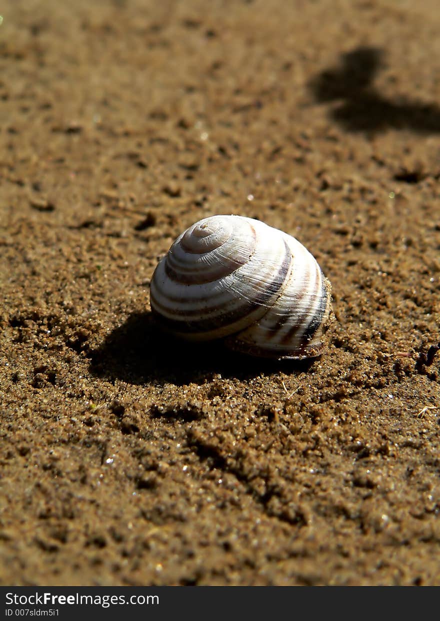 Sandy seashore and snail shell close-up. Sandy seashore and snail shell close-up