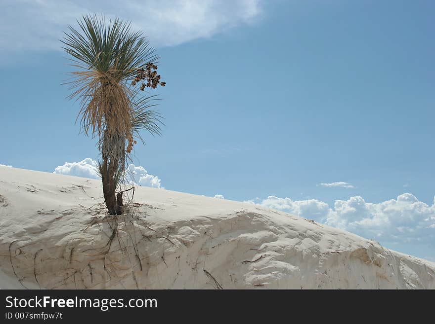 Yucca tree in white sand dunes