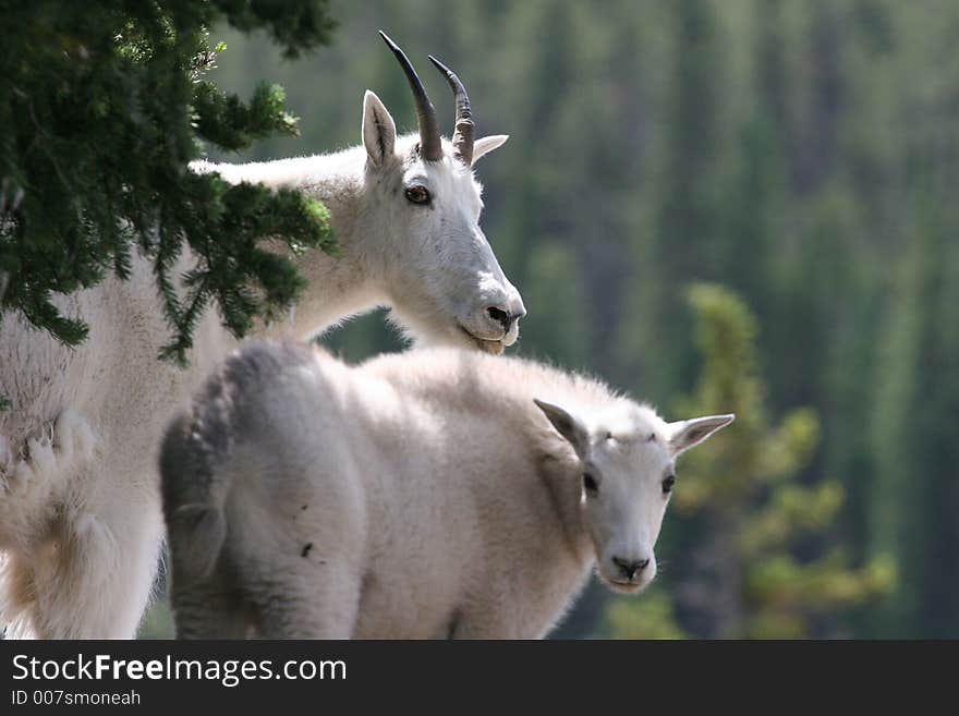 Adult mountain goat with a kid. Adult mountain goat with a kid