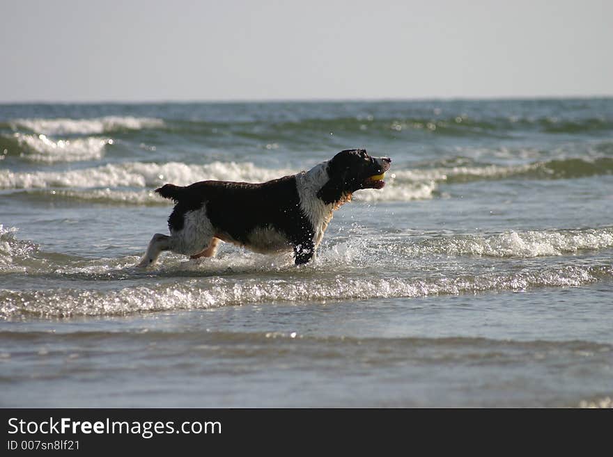 Dog playing in the water at the beach with a ball in its mouth. Dog playing in the water at the beach with a ball in its mouth