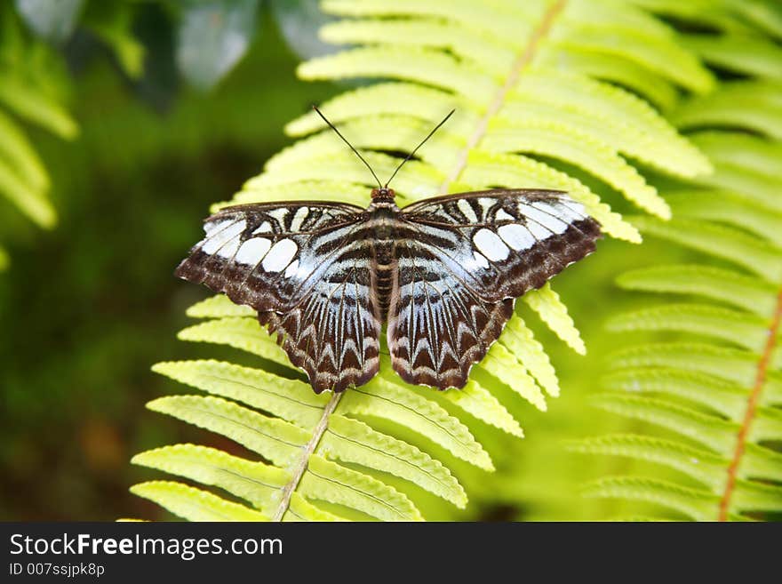 Beautiful butterfly species perched on a plant