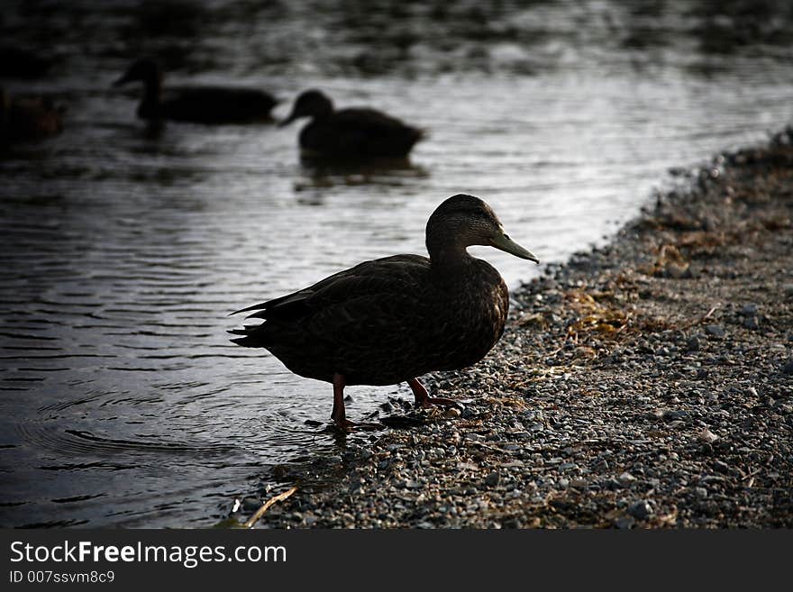 Silhouetted mallard duck in a pond