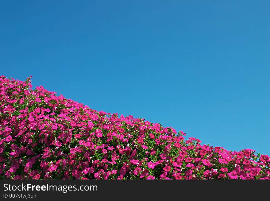 A florist displays flowers on the roof of their building. A florist displays flowers on the roof of their building