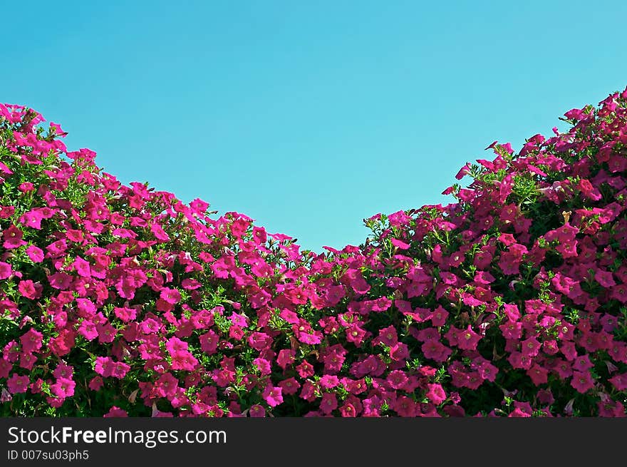 A florist displays flowers on the roof of their building. A florist displays flowers on the roof of their building