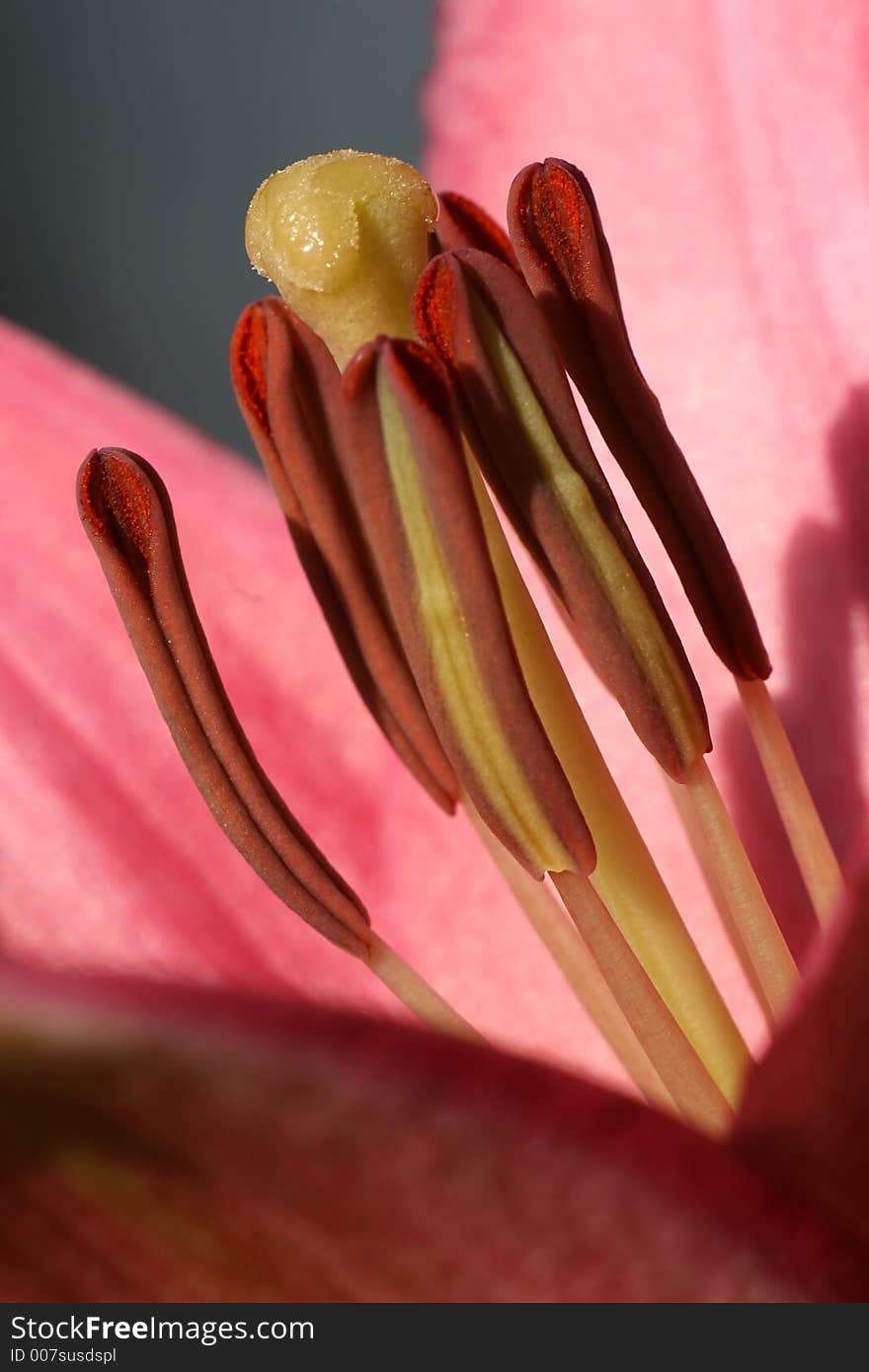 Close-up of a rose flowers.Shallow DOF on the pistel and some of the stamens.