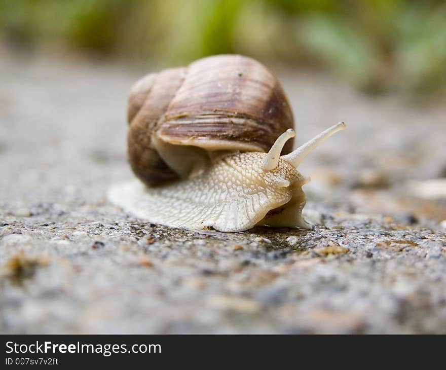 Domestic snail can be seen in every garden, especially after rain.