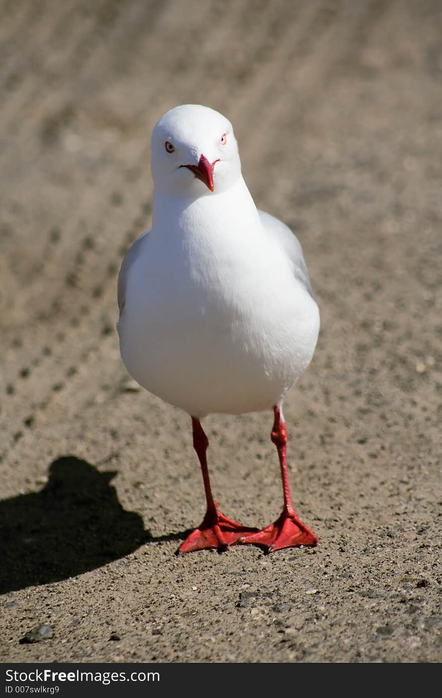 Seagull