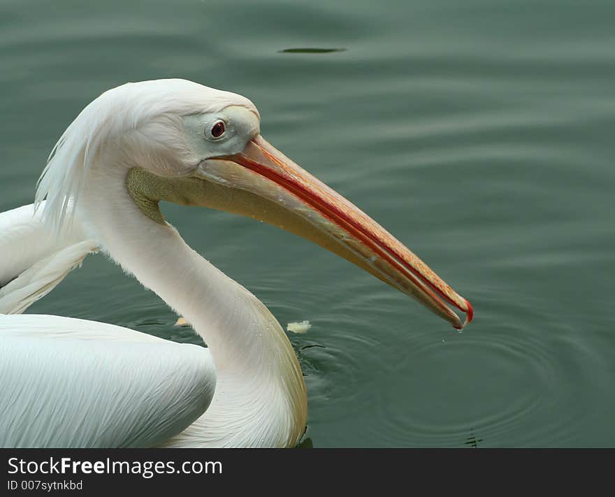 A white pelcan close up. A white pelcan close up