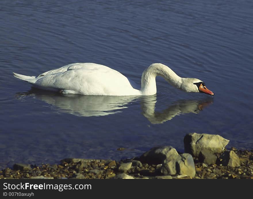 A mute swan takes a drink while swimming near the shore. A mute swan takes a drink while swimming near the shore