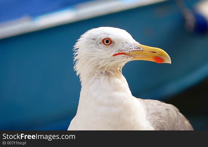 Sea gull