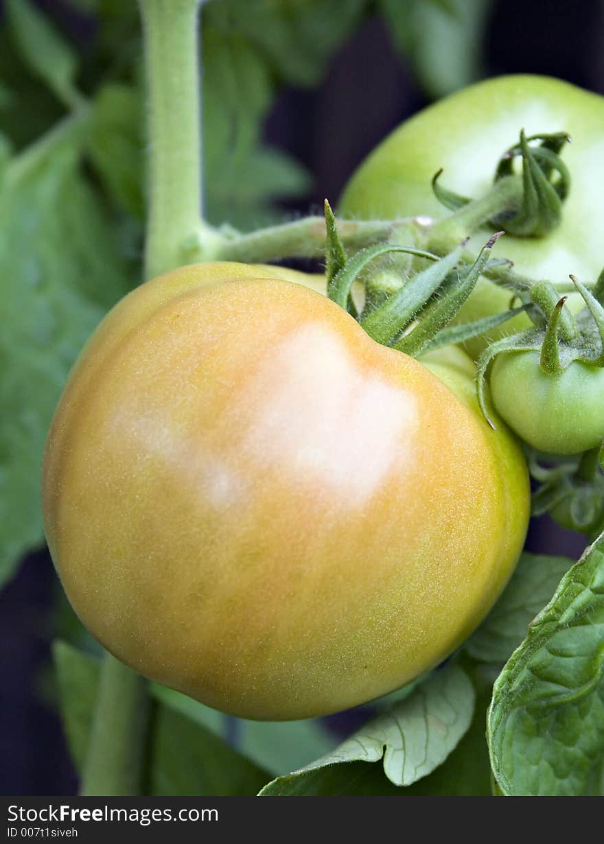 Tomatoes ripening on the vine. Tomatoes ripening on the vine.