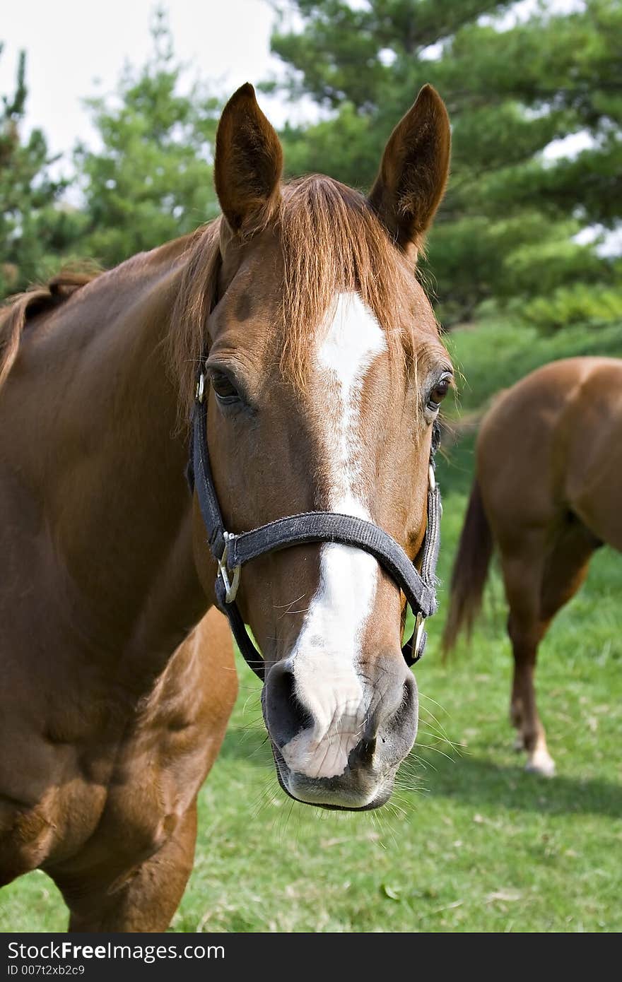 Beautiful Horse in pasture - closeup of head. Beautiful Horse in pasture - closeup of head.