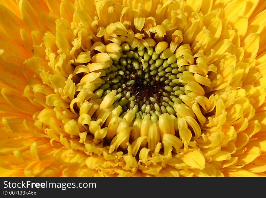 Close-up of a yellow flower.