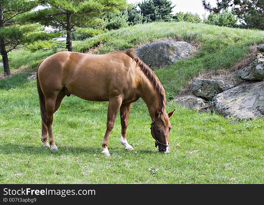 Beautiful brown horse grazing on summer day.