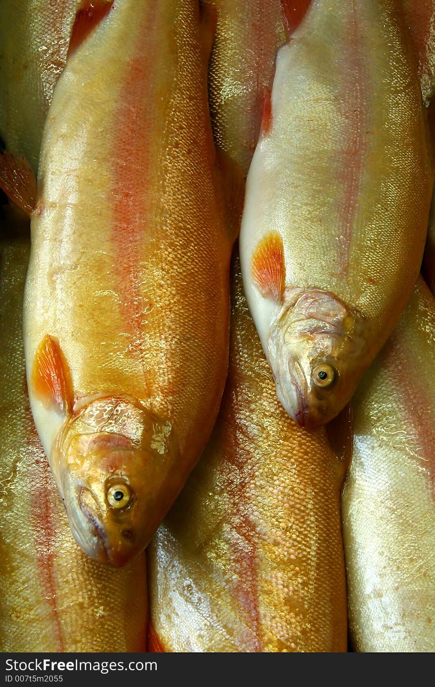 Fish on a fish market