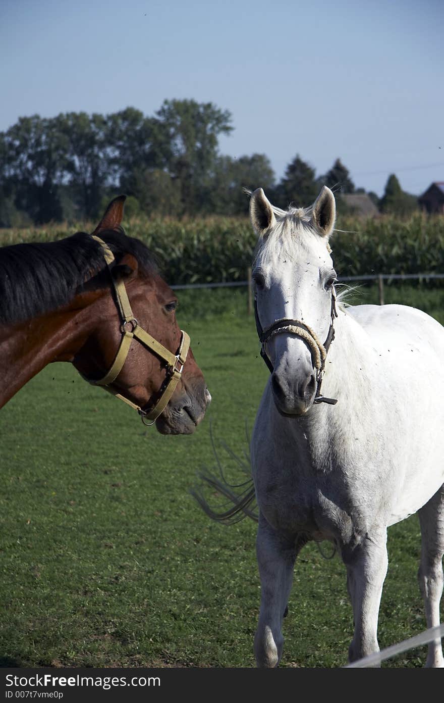 White and brown horses on the belt. White and brown horses on the belt