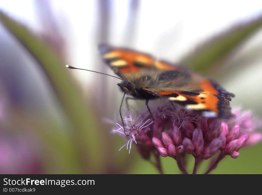 The perfect butterfly drinks nectar. Macro