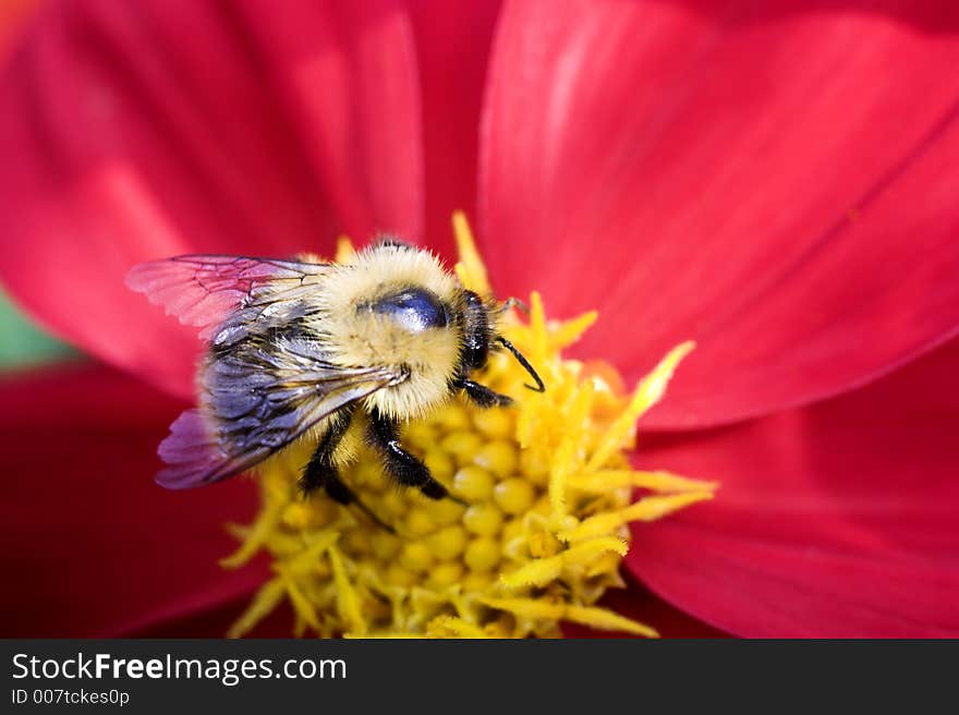 A bee sucks nectar from a flower