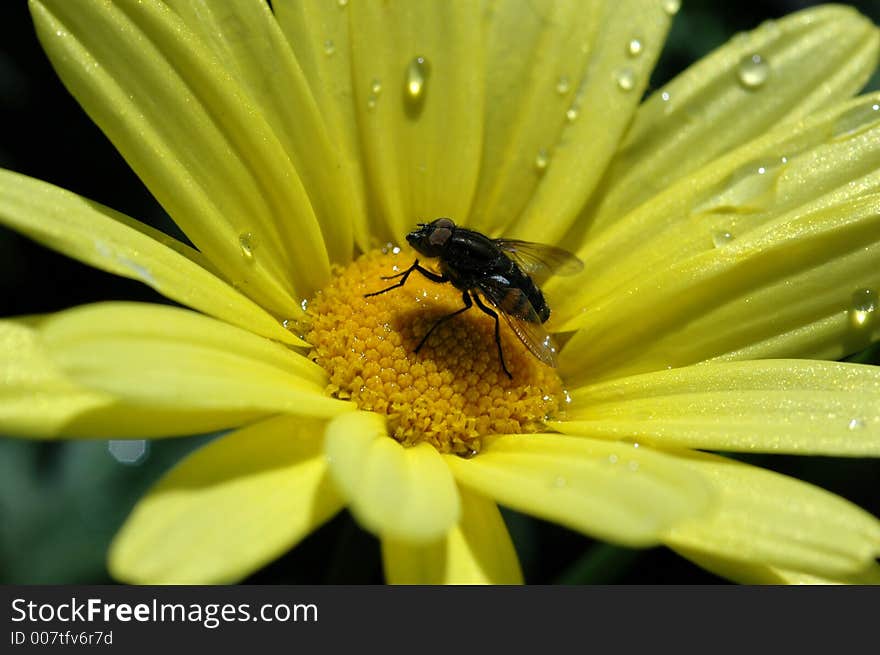 A fly drinking water on a wet flower. A fly drinking water on a wet flower.