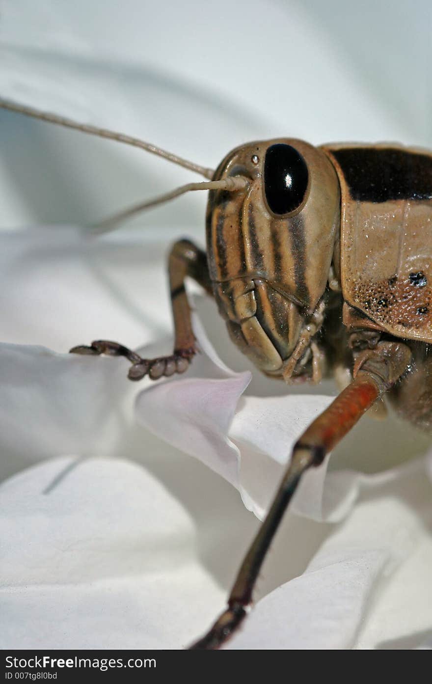 Grasshopper Portrait.