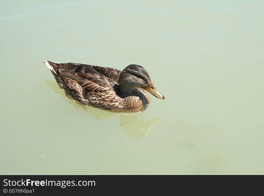 Swimming Duck