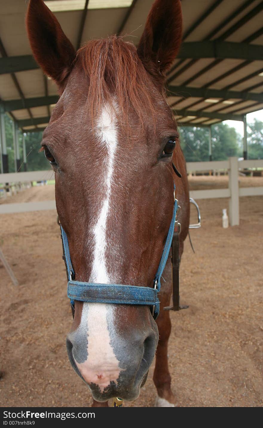 Front view of horse