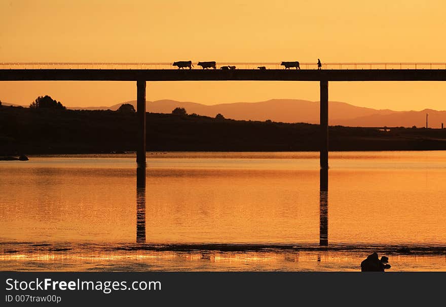 Bridge, cows, lambs and shepperd