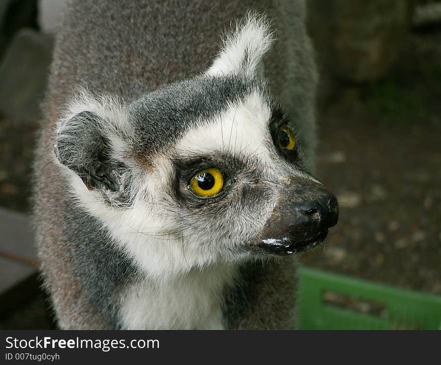 Lemur